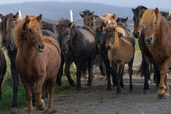 private-tour-golden-circle-tour-by-luxury-suv-from-reykjavik