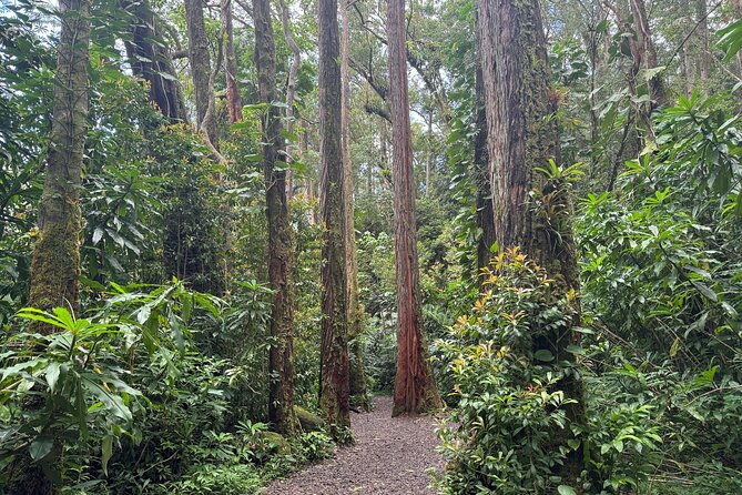 private-tour-hike-diamond-head-hawaiian-waterfall
