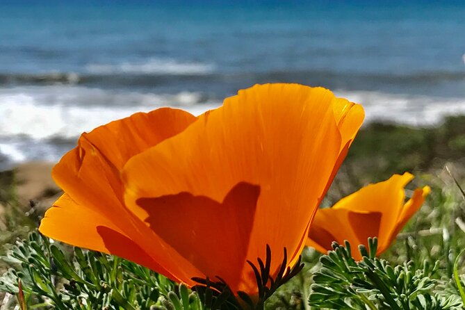 private-tour-of-californias-central-coast-san-luis-obispo-paso-robles-cambria