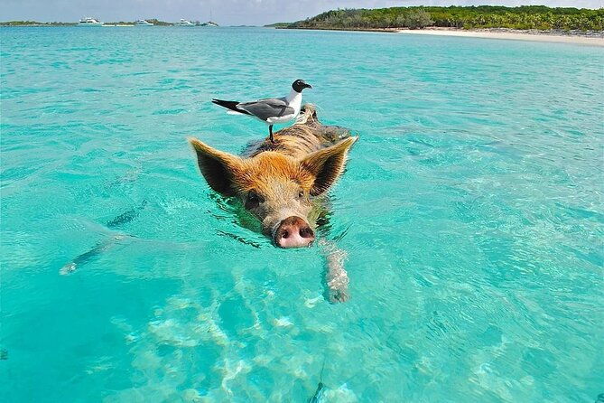 private-transfer-in-nassau