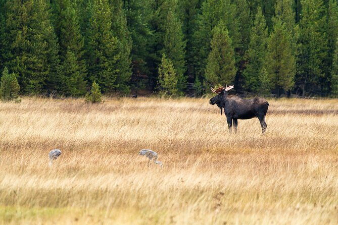 private-wildlife-photography-tour-in-yellowstone-national-park