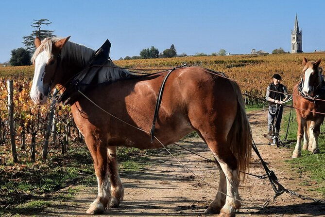 private-wine-lovers-super-st-emilion-behind-the-scenes-visits-top-chateaux-and-medieval-town