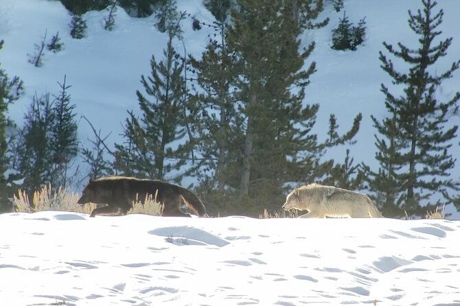 private-wolf-wildlife-watching-in-yellowstones-lamar-valley