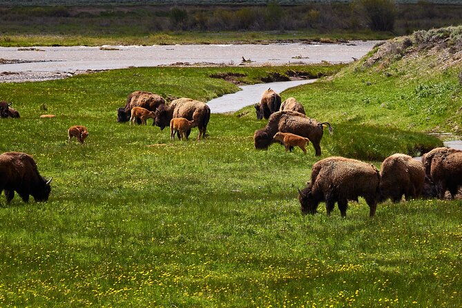 private-yellowstone-lower-loop-tour-2