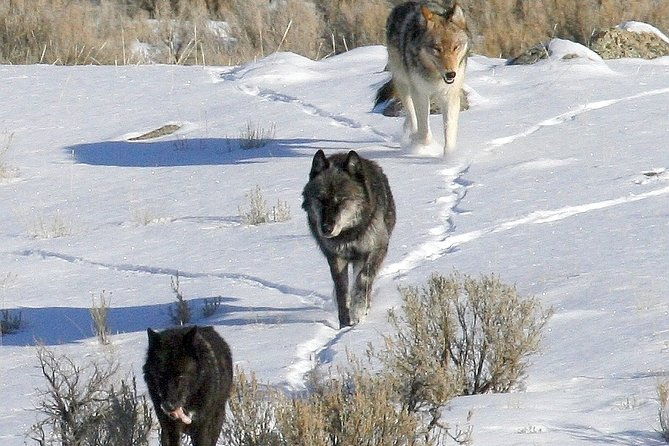 private-yellowstone-national-park-sightseeing-tour-with-lunch-2