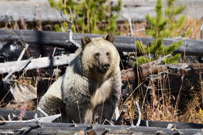 private-yellowstone-old-faithful-and-lower-loop-tour