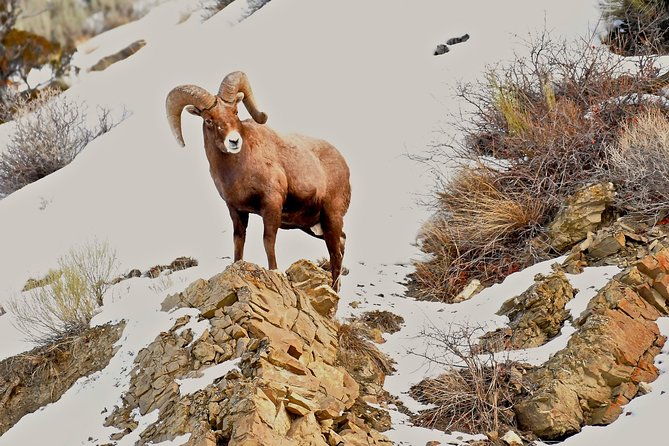 private-yellowstone-winter-wolf-watching-and-wildlife-safari