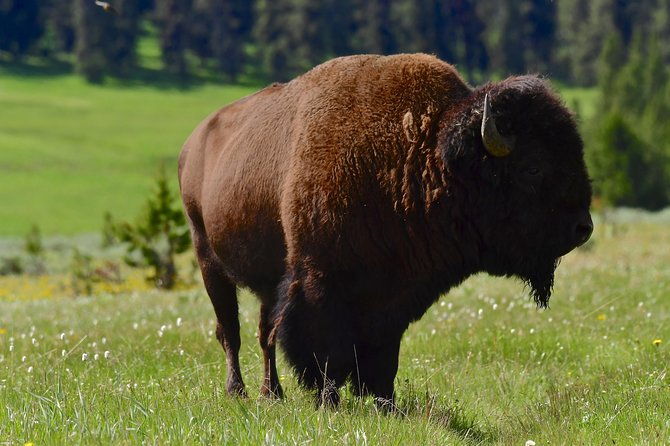 private-yellowstone-wolf-watching-wildlife-safari-lunch