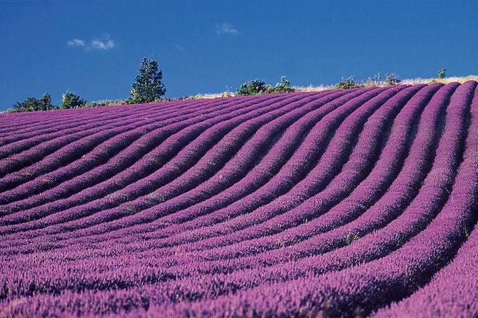 provence-and-lavender-private-guided-full-day-tour