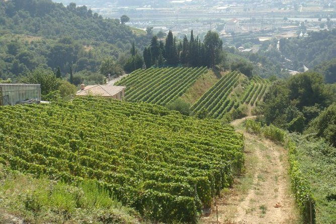 provence-sea-countryside-full-day-private-tour