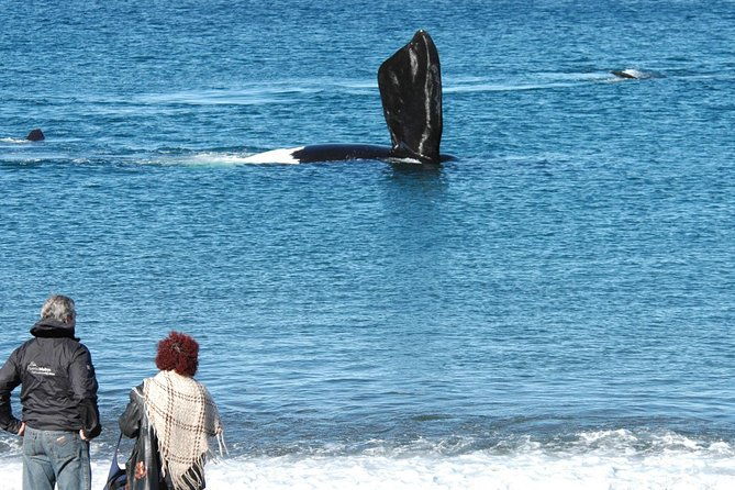 puerto-madryn-peninsula-valdes-national-park-day-trip