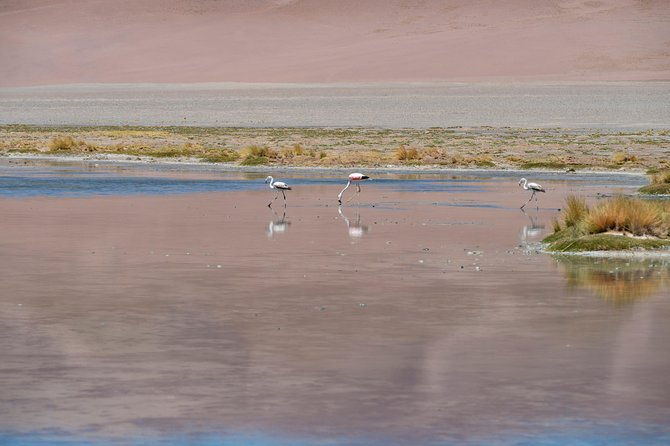 puna-salt-flats-full-day-tour-san-pedro-de-atacama-must-visit