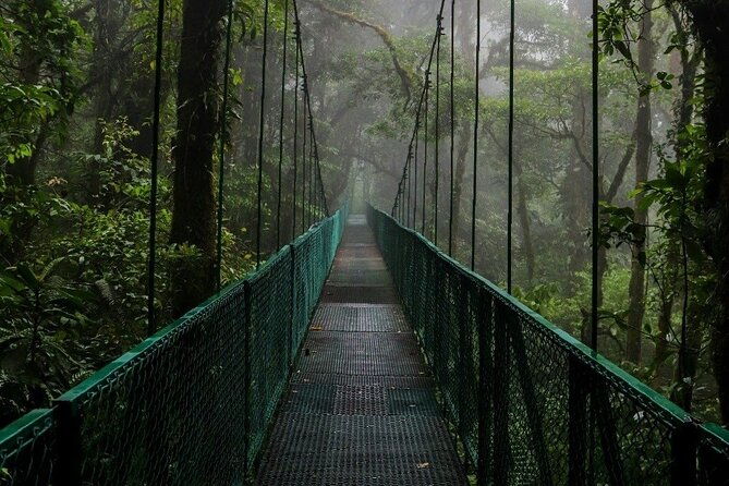 rain-forest-monteverdehanging-bridges-slothsbirds-watching
