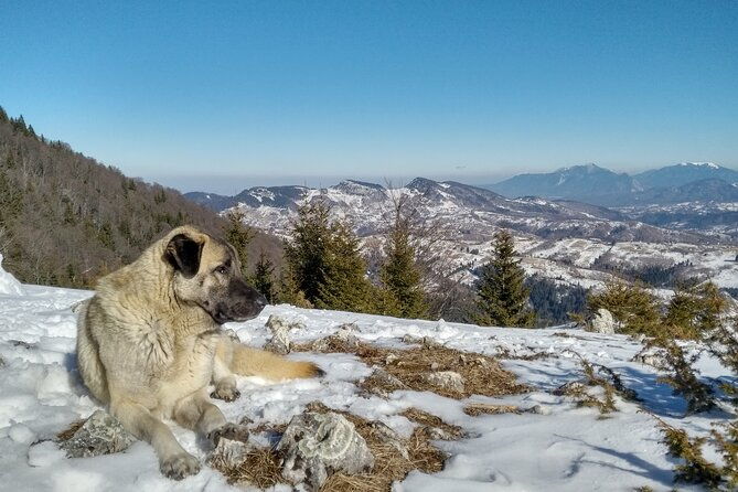 rambling-in-transylvania