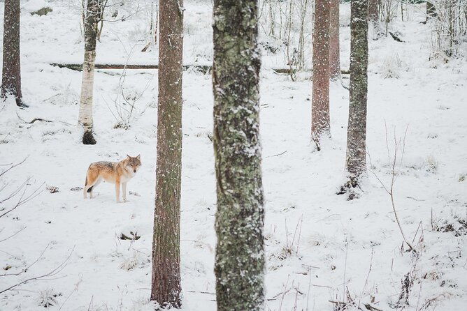 ranua-wildlife-park-day-visit-the-arctic-animals