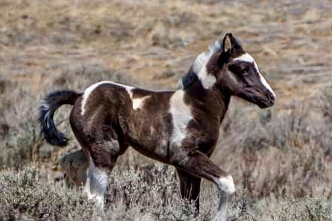 red-canyon-small-group-wild-mustang-van-tours-in-cody-wyoming