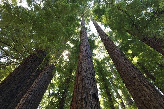 redwoods-of-marin-and-mt-tamalpais-walking-tour-with-local-guide