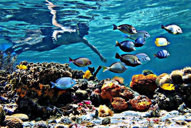 reef-snorkel-ocean-paddle-adventure-in-fort-lauderdale-beach-2