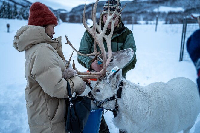 reindeer-sledding-feeding-and-sami-culture-at-reindeer-farm