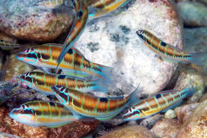 relaxing-snorkeling-tour-at-the-isola-bella-marine-park-taormina