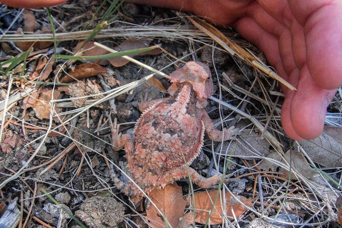 reptile-hunting-in-the-sonoran-desert