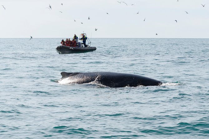 rib-boat-express-whales-eyjafjord-and-akureyri
