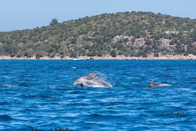 rib-boat-tour-to-the-dolphin-area-up-to-6-people