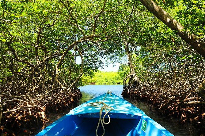roatan-mangrove-tunnel-culture-tour-on-a-water-taxi-tuk-tuk