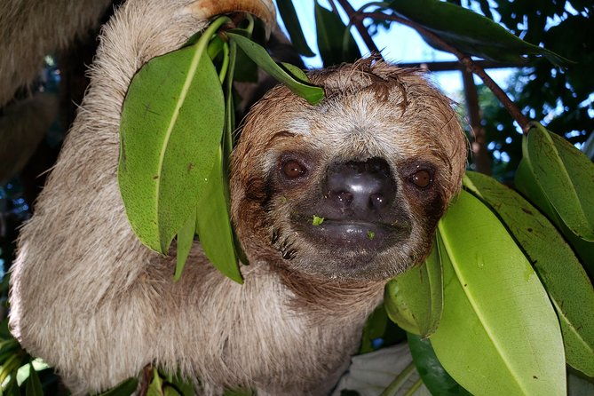 roatan-shore-excursion-the-all-in-one-roatan-adventure
