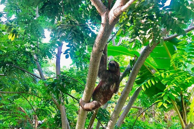 roatan-slothful-safarihistory-atv-buggy-thrills-zip-beach-xtra