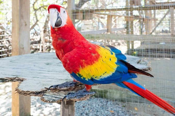 roatan-super-man-zip-line-with-wildlife-eco-park-and-snorkel