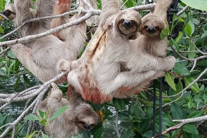 roatan-zipline-adventure-sloths-monkeyschocolate-factory-tour