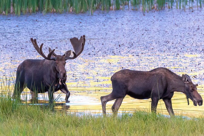 rocky-mountain-national-park-6-hr-private-wildlife-driving-tour