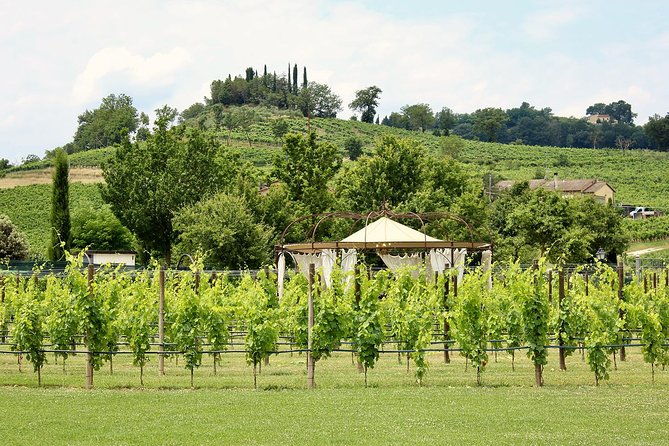 romantic-lunch-in-the-vine-rows-in-tuscany
