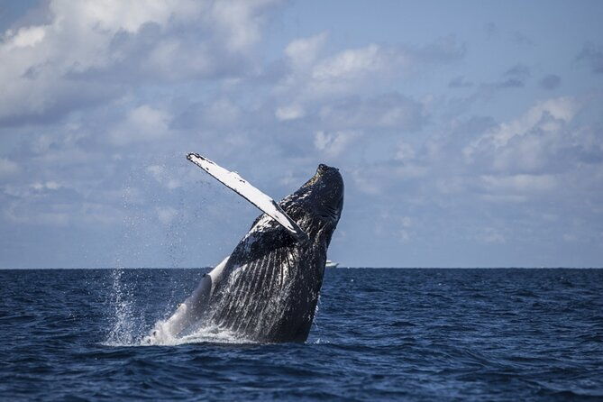 royal-humpback-whale-exploration