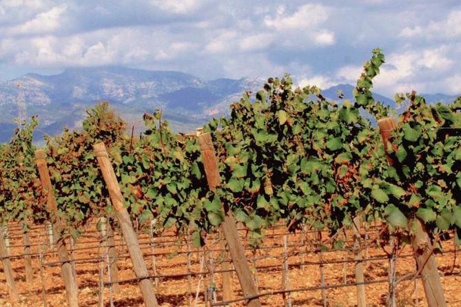 sa-clasta-wine-tours-mallorca