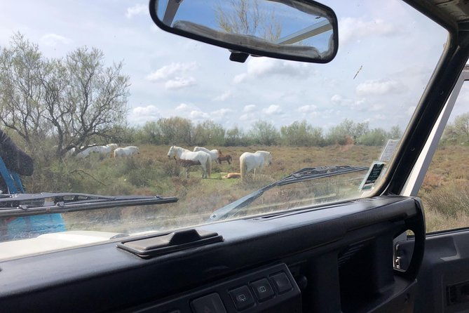 safari-4x4-camargue-2-hours-saintes-maries-de-la-mer-private-tour-4