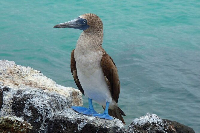 san-cristobal-galapagos-360-snorkeling-tour-kicker-rock