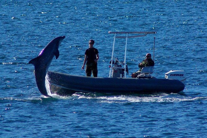 san-diego-whale-watching-cruise-2