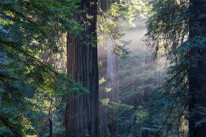 san-francisco-super-saver-grand-city-tour-plus-muir-woods-sausalito-day-trip