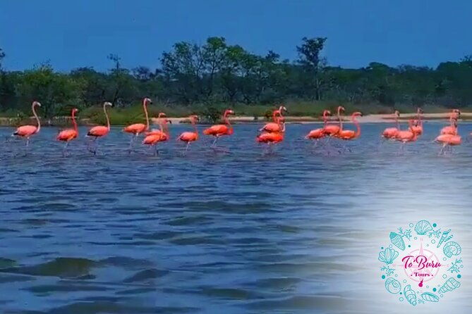 sanctuary-los-flamingos-tour