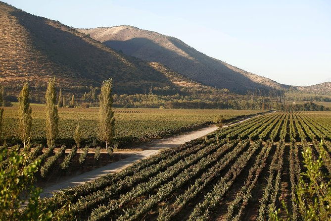 santa-rita-winery-premium-tour