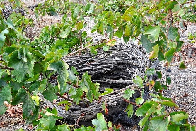santorini-4hrs-small-group-wine-tasting-and-history-tour