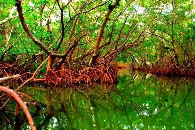 sarasota-kayak-and-food-tour