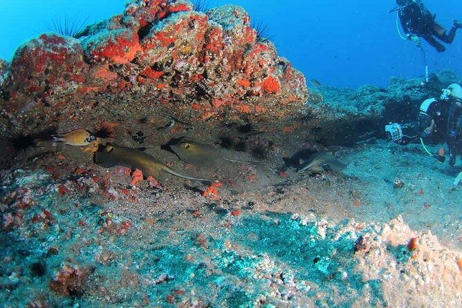 scuba-diving-experience-for-beginners-in-ponta-de-sao-lourenco