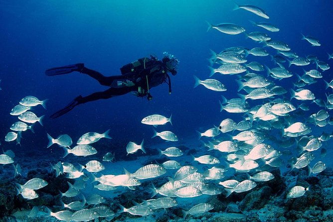 scuba-diving-in-rosario-islands