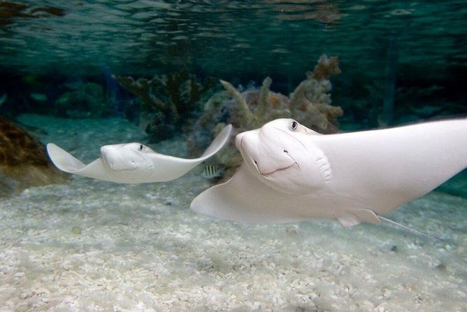 sea-life-aquarium-grapevine-admission-ticket-2
