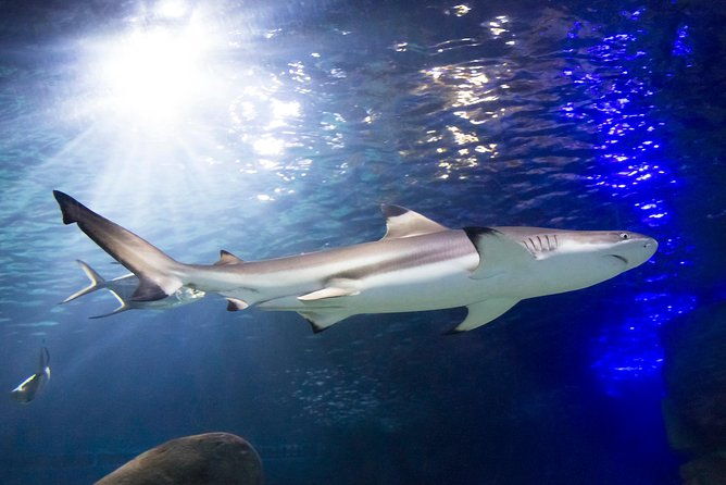 sea-life-munich-admission-ticket