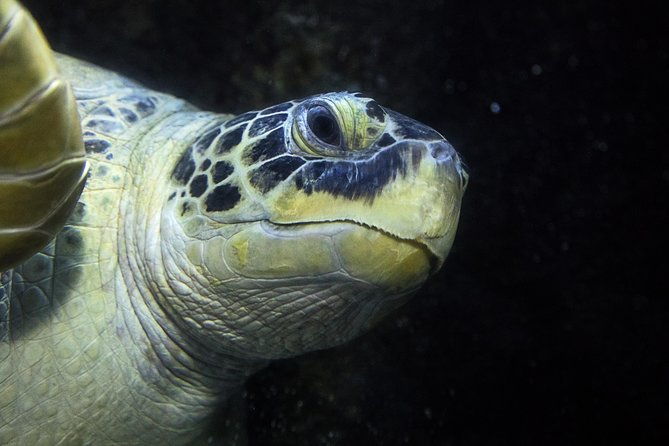 sea-life-speyer-admission-ticket