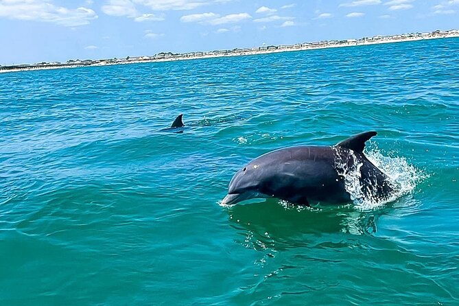 sea-screamer-cruise-2-hour-dolphin-watch-tour-in-south-carolina-2